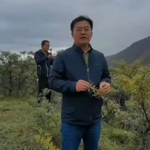 长沙沙棘