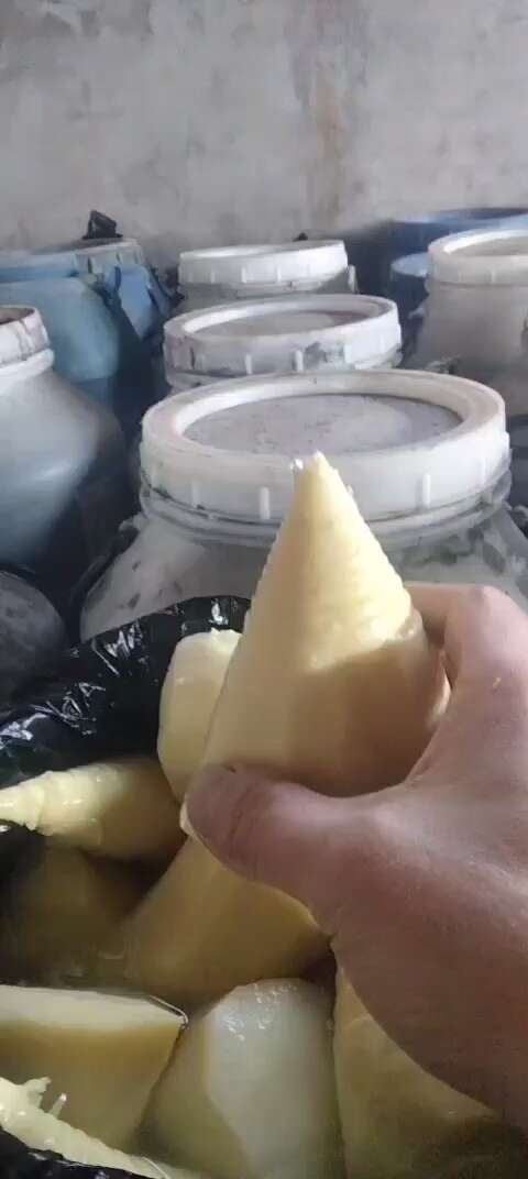 宣汉县玉兰笋