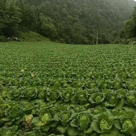 高山富硒白菜包菜上市了