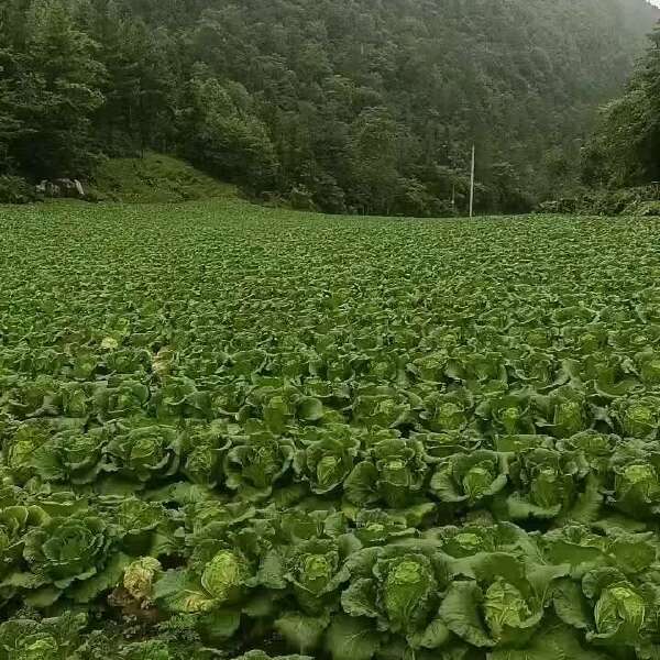 高山富硒白菜包菜上市了