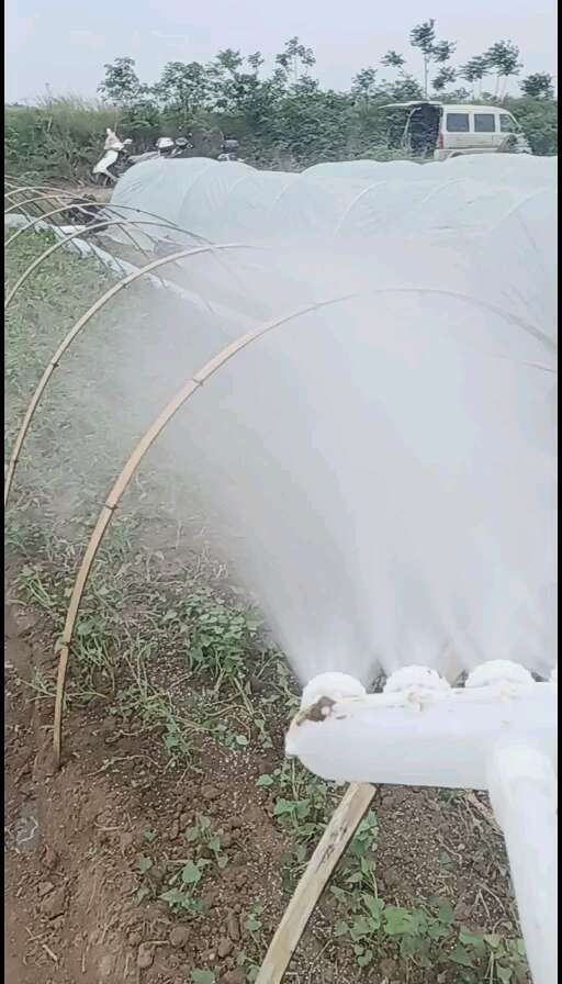 禹州市西瓜红红薯苗