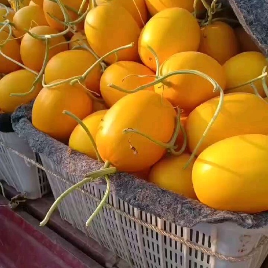 滑县久红瑞甜瓜