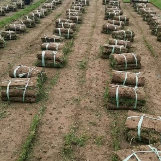 常州天堂草卷方