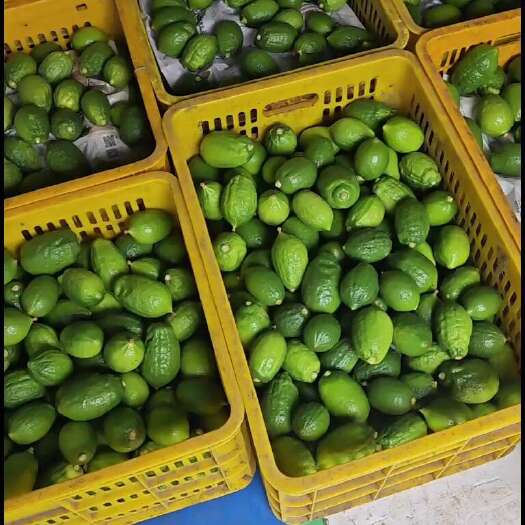 北流市广东香水柠檬 老树果大批量