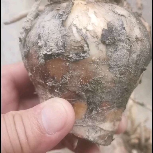 大量出售蜘蛛兰头3分一8分