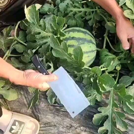 城固县美都，麒麟瓜，口感纯正，量大从优