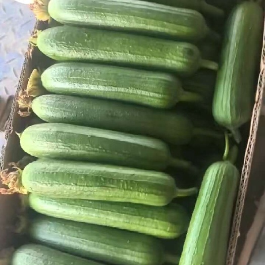 南通油葫芦丝瓜市场热卖自己家几十亩地有需要的可以联系我菜品很多