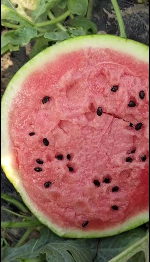 甜王西瓜 次瓜，瓜漏！京欣，甜王！价格便宜的很