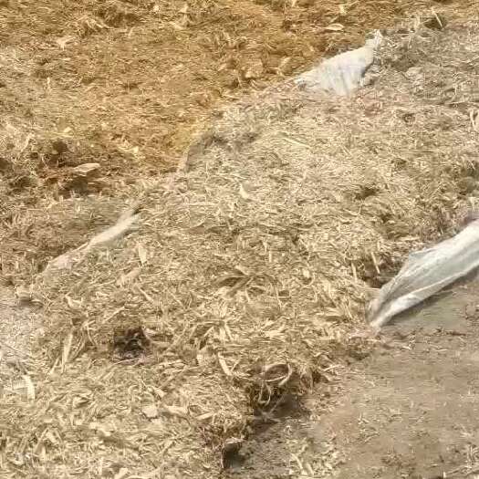 枣强县玉米青贮