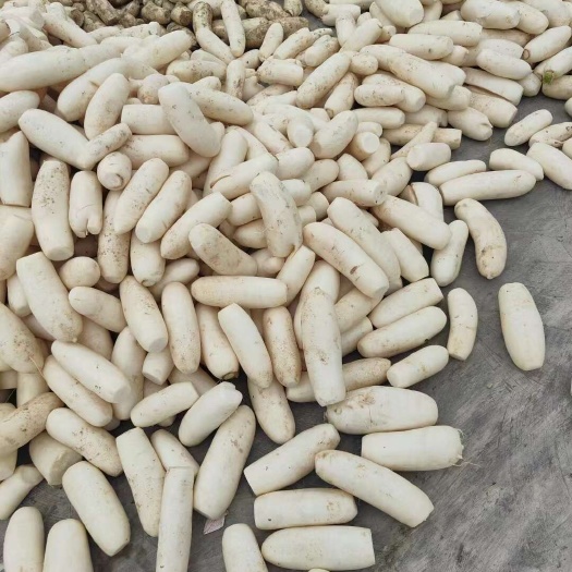 泰兴市大量供应加工厂用的白萝卜