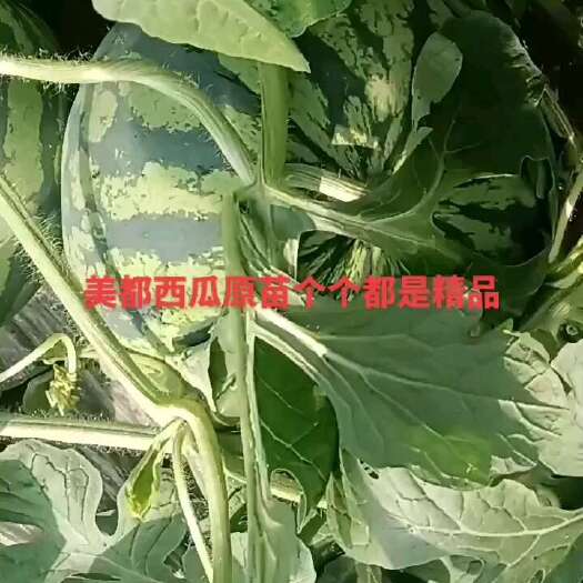 美都西瓜