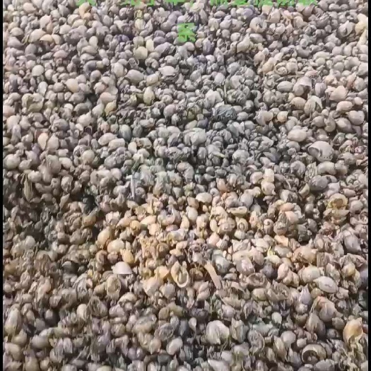 郸城县蚂蝗开口饵料，飘罗  出售满月苗，青年苗