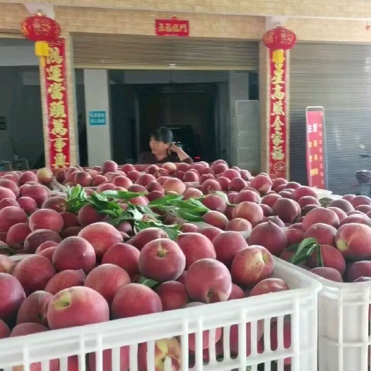 陕西汉中毛桃大量上市，欢迎新老客户来电合作