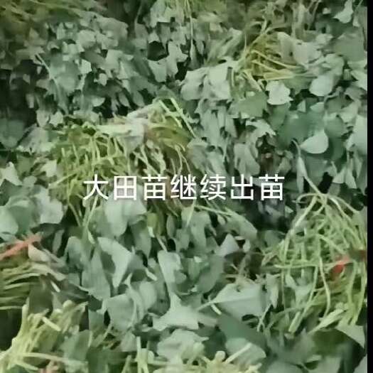 西瓜红红薯苗