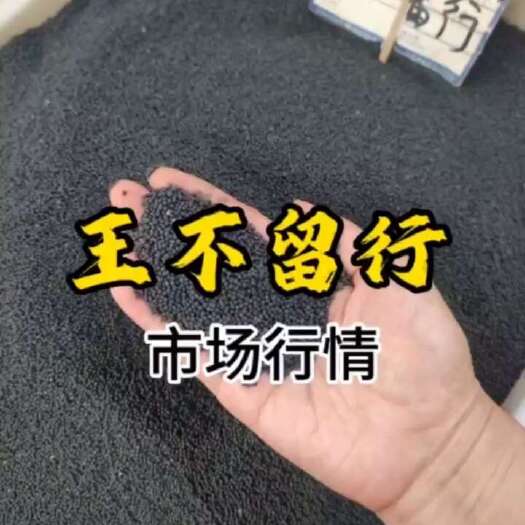 威县王不留行