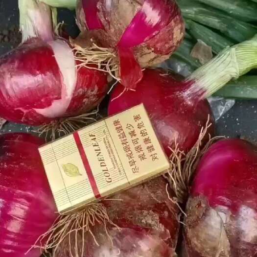 汝州市精品二红洋葱