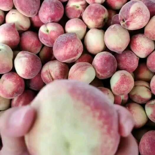 宜城市桃子产地品种多.价格便宜！货源充足！果园看货现场採果。