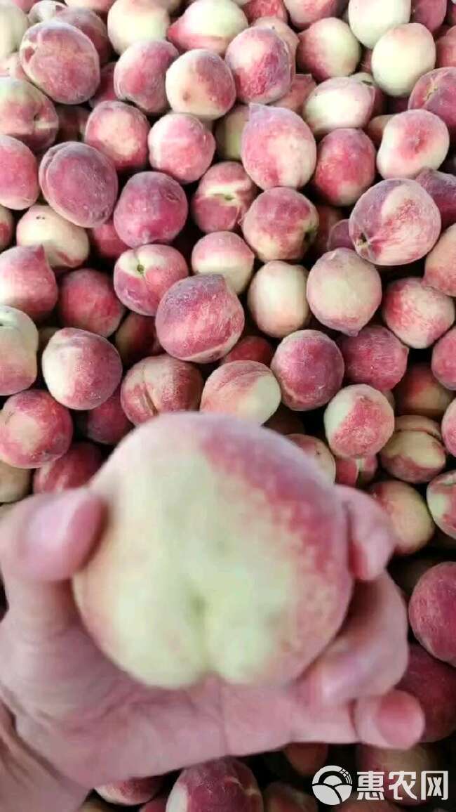 桃子产地品种多.价格便宜！货源充足！果园看货现场採果。