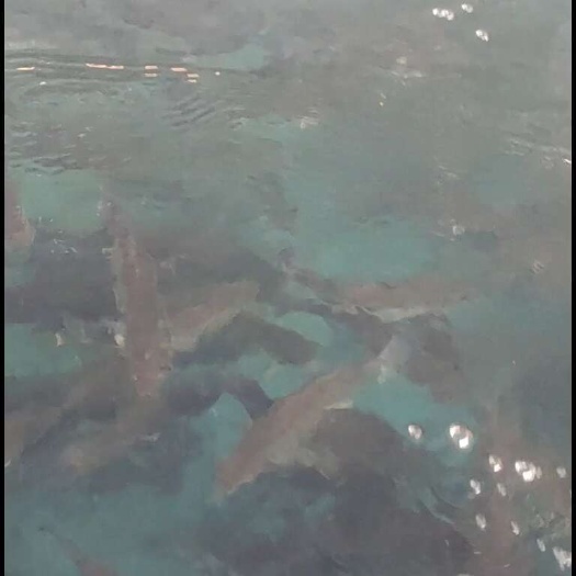丘北县云南昆眀文山鲜活‘鲈鱼大口黑鲈加州鲈鱼淡水鲈鱼，