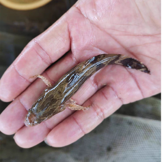 沙塘鳢 虎头鲨 笋壳鱼 呆子鱼 土布鱼鱼苗大量上市 规格齐全