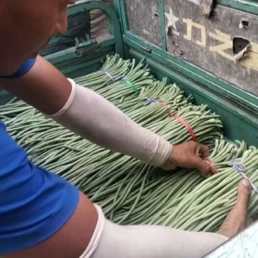 莘县绿龙豆角