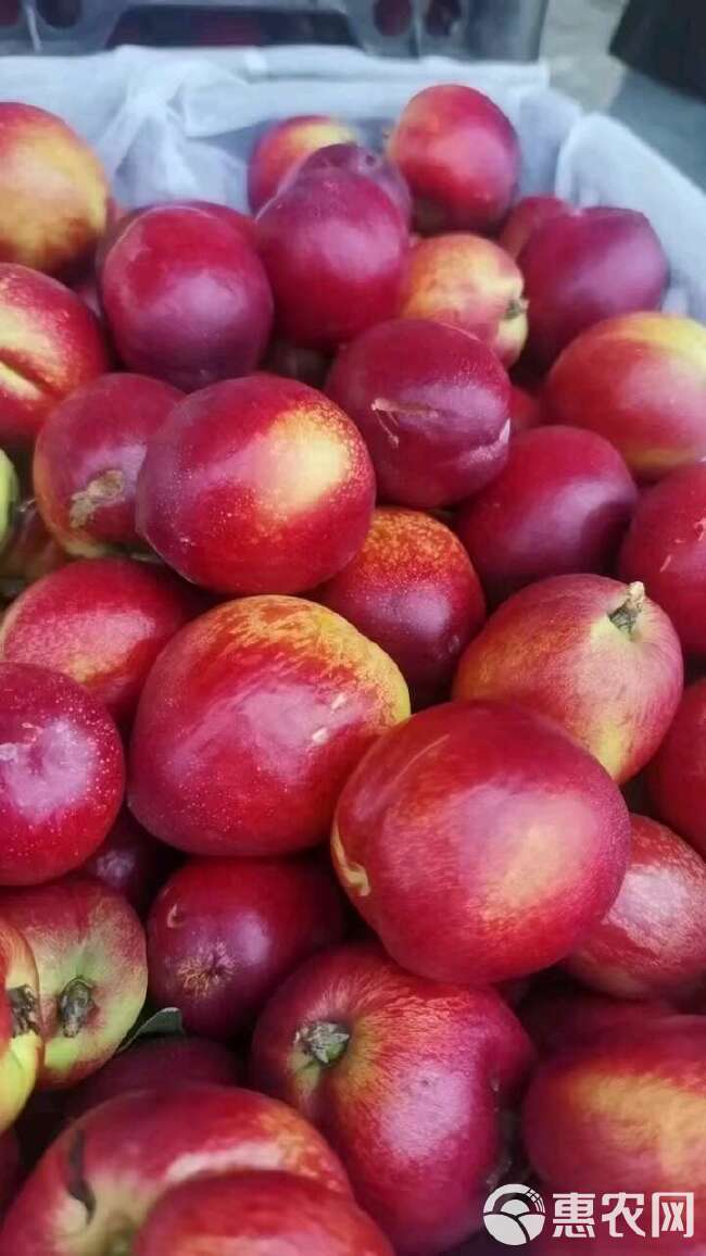 桃子产地品种多.价格便宜！货源充足！果园看货现场採果。