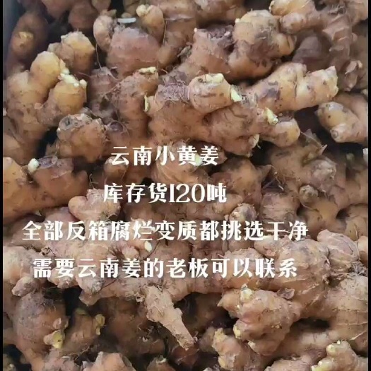 云南小黄姜，库存500吨，反箱完成，腐烂变质挑选干净