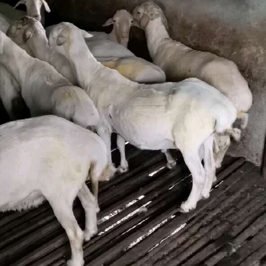 出售湖羊大公羊