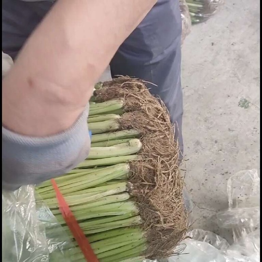 淮安香芹