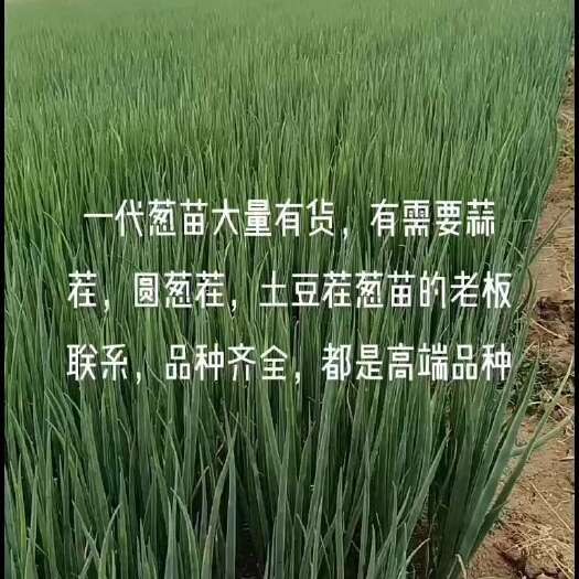 潍坊一代葱苗大量有货，有需要蒜茬，圆葱茬，土豆茬葱苗的老板联系