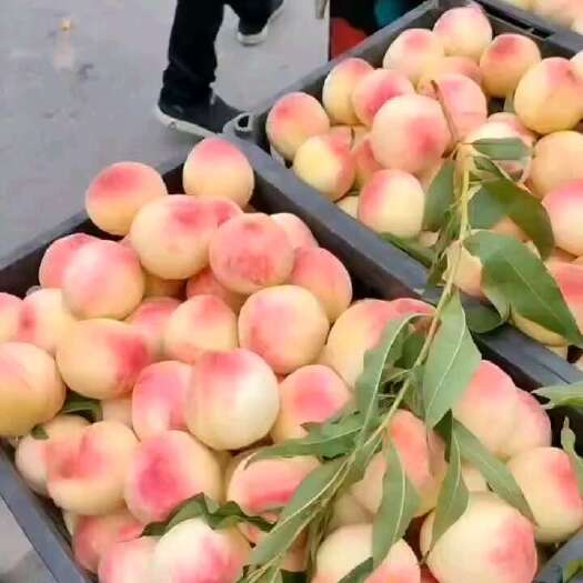 开封白桃