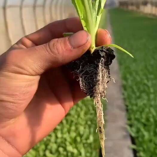 嵩明县油麦菜苗