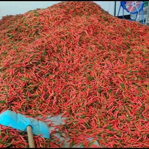 小米椒