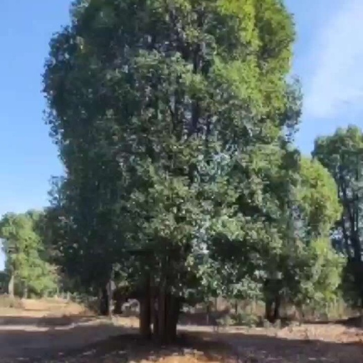 益阳骨架香樟  ，移栽香樟，假植香樟，