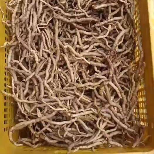 梧州巴戟天10年历程值得拥有