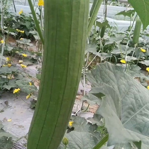 南通特点就是好卖，