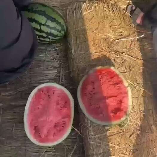 大荔县陕西甜王西瓜大量现货
