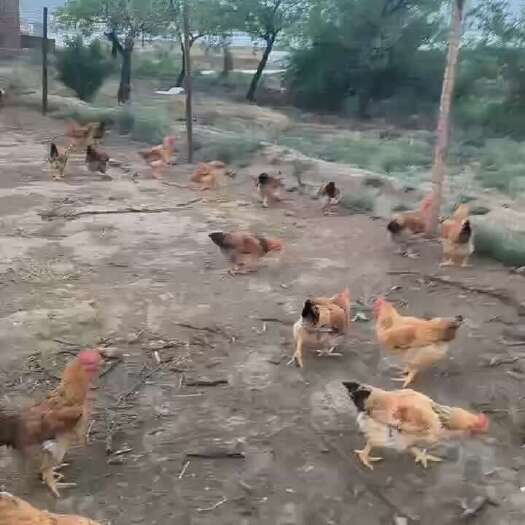 榆中县散养土鸡，走地鸡
