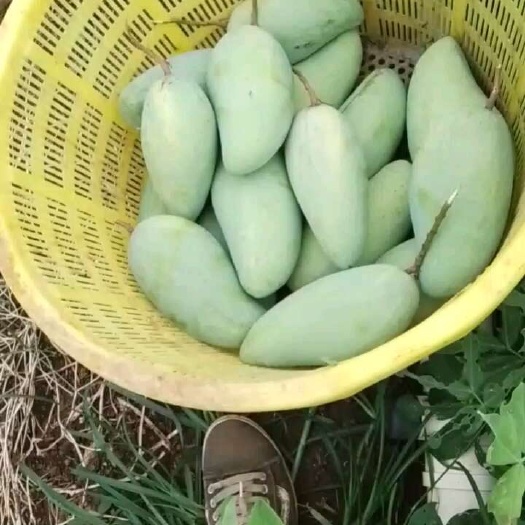 徐闻县芒种，这是夏季的第三个节气。芒种一到，意味着告别初夏，仲夏正