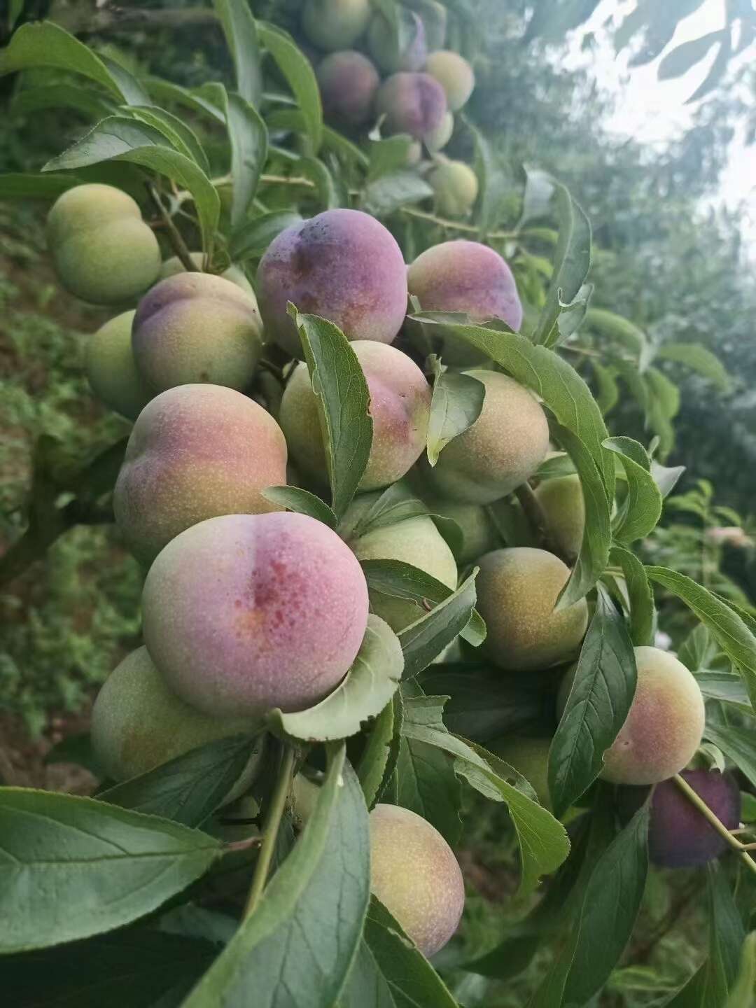 半边红草药图片大全图片