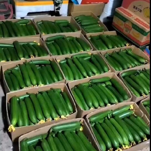 启东市油皮丝瓜