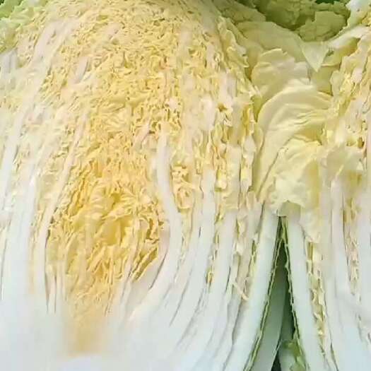威宁县黄心大白菜