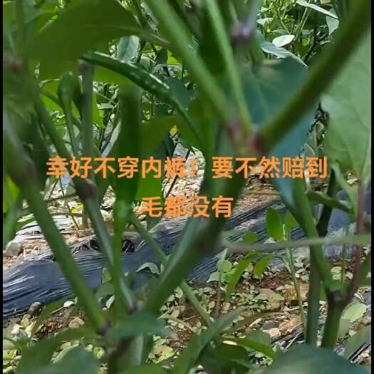 广南县朝天椒