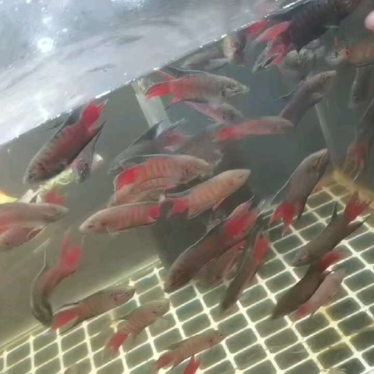 漳平市中国斗鱼