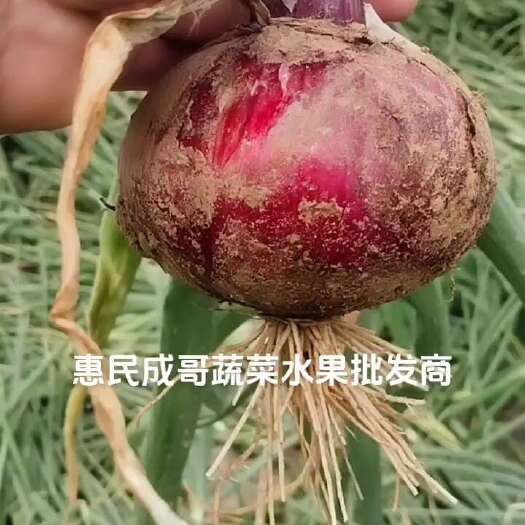 惠民县洋葱