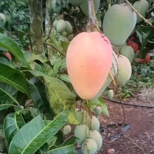 徐闻县台农芒