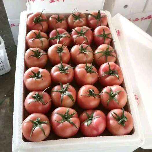 聊城硬粉西红柿