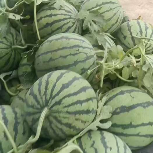 京欣西瓜 1茬 9成熟 6斤打底