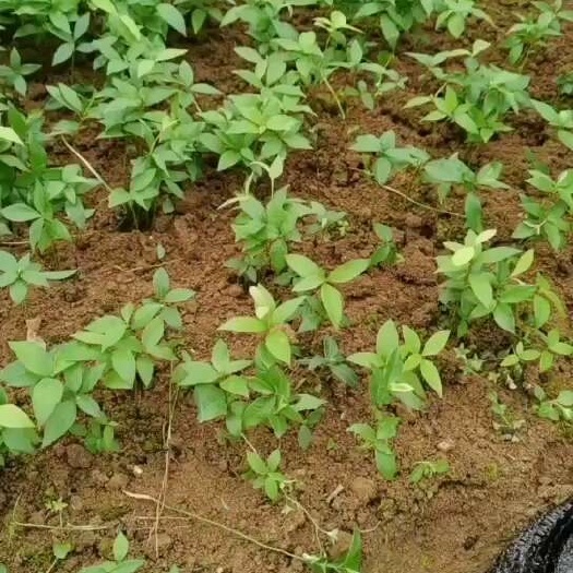 阳朔县楠木苗  小叶桢楠苗 桢楠芽苗 楠木芽苗 楠木小苗