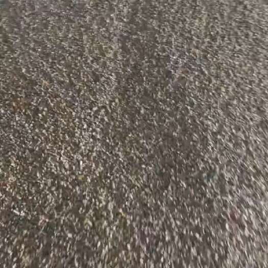 永济市山西色选霉变玉米粒  现货一车